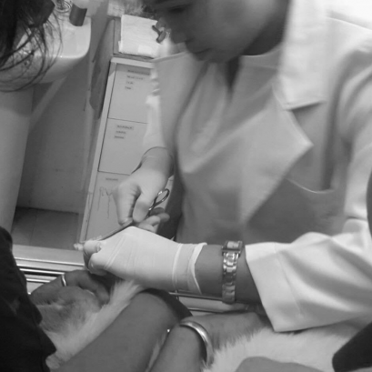 “ฟูจิสายเฟี้ยว ถูกกัดจนปากฉีก”